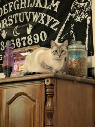 Lost Female Cat last seen Reservoir Rd, Dallas, PA, Dallas, PA 18612