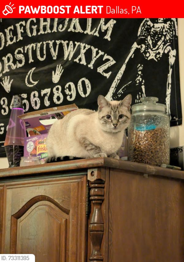 Lost Female Cat last seen Reservoir Rd, Dallas, PA, Dallas, PA 18612