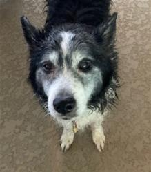 Shelter Stray Male Dog last seen LAKES OF MOUNT DORA BLVD & BRIDGEPORT BAY CIRCLE MOUNT DORA, 12280 County Rd 448, Tavares, FL 32778, USA