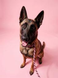Shelter Stray Female Dog last seen 103RD, 2020 Forest St, Jacksonville, FL 32204, USA