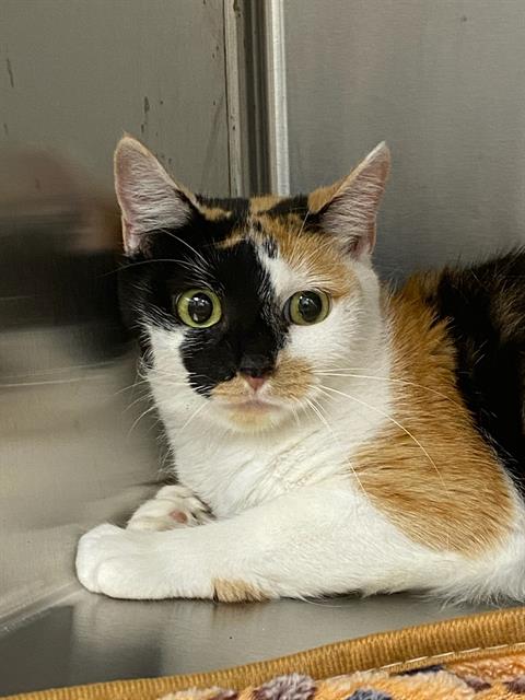 Shelter Stray Female Cat last seen Near, 2600 S Harding St, Indianapolis, IN 46221, USA