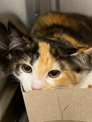 Shelter Stray Female Cat last seen Near, 2600 S Harding St, Indianapolis, IN 46221, USA