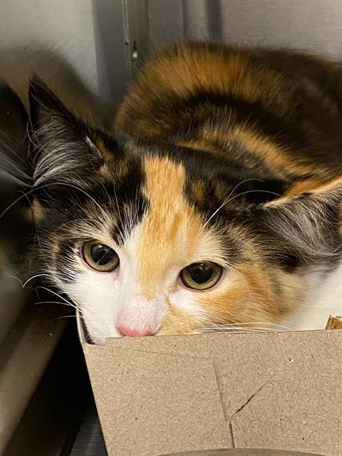 Shelter Stray Female Cat last seen Near, 2600 S Harding St, Indianapolis, IN 46221, USA
