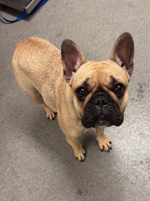 Shelter Stray Female Dog last seen CHURCH, 1419 Bryant St, San Francisco, CA 94103, USA