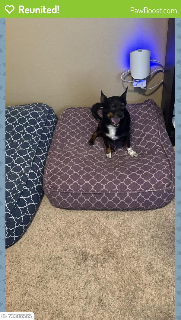 Reunited Male Dog last seen High Meadow at High Mesa, Dallas, TX 75234
