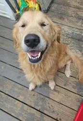 Reunited Male Dog last seen Gaine Lynn dr, Clarksville, TN 37040