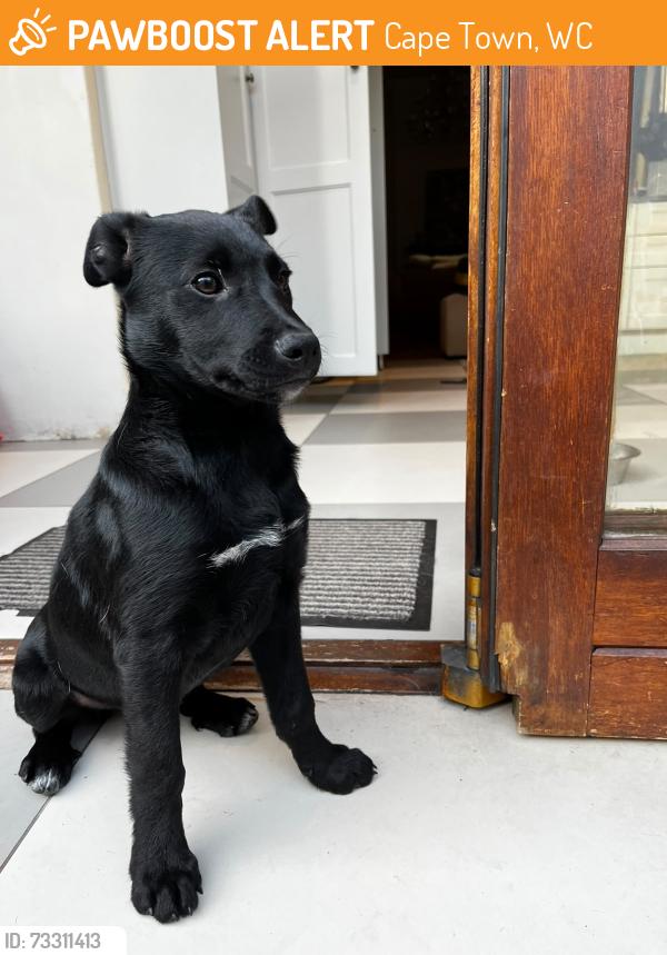 Found/Stray Unknown Dog last seen Kloofnek Road, Cape Town, WC 