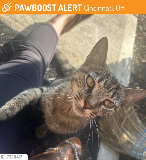 Found/Stray Female Cat last seen St. John Neumann church, Cincinnati, OH 45240