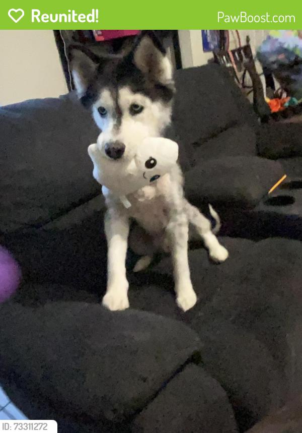 Reunited Female Dog last seen Congress and Roberts Lane, Lake Worth Beach, FL 33461