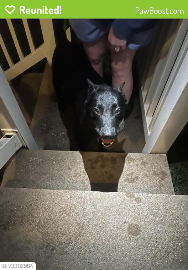 Reunited Female Dog last seen Crescent, Valley Park, MO 63088