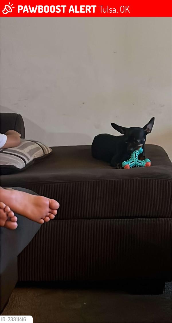 Lost Female Dog last seen 5th ct lakewood, Tulsa, OK 74112