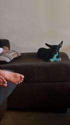 Lost Female Dog last seen 5th ct lakewood, Tulsa, OK 74112