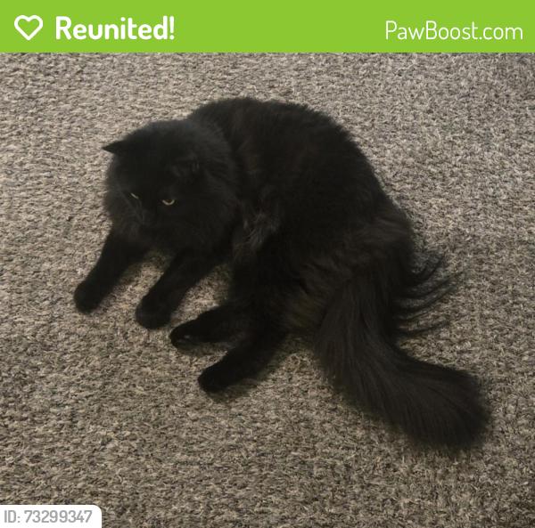 Reunited Female Cat last seen Isaac and Winterset in Summerfield Subdivision, Clarksville, TN 37040