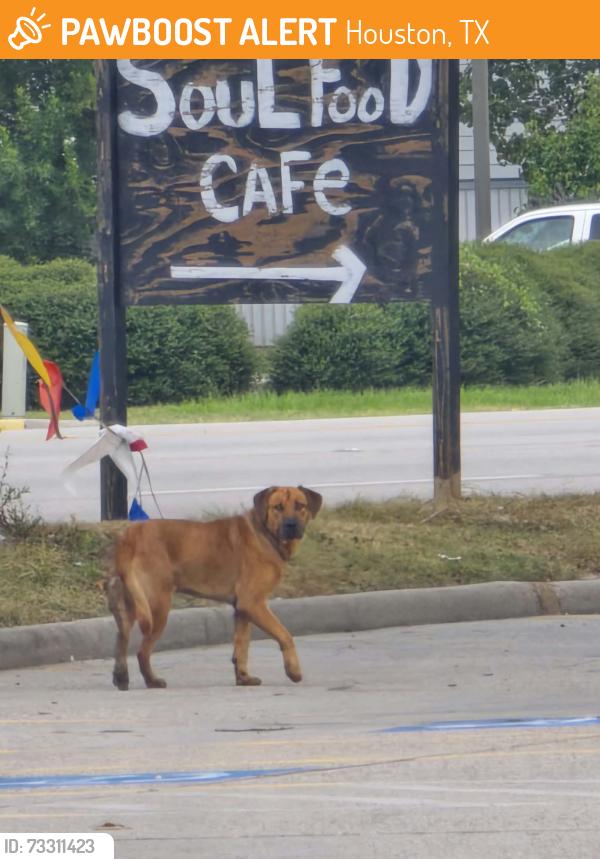 Found/Stray Unknown Dog last seen Sighted approx 8:20 am in McDonalds parking lot - louetta and kuykendahl, Houston, TX 77388