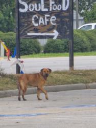 Found/Stray Unknown Dog last seen Sighted approx 8:20 am in McDonalds parking lot - louetta and kuykendahl, Houston, TX 77388