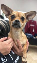 Reunited Female Dog last seen Wilson Rd and Horseshoe valley, Springwater, ON L9X 1E5