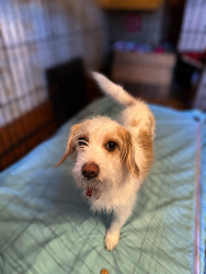 Reunited Male Dog last seen 73rd & Greenfield, West Allis, West Allis, WI 53219