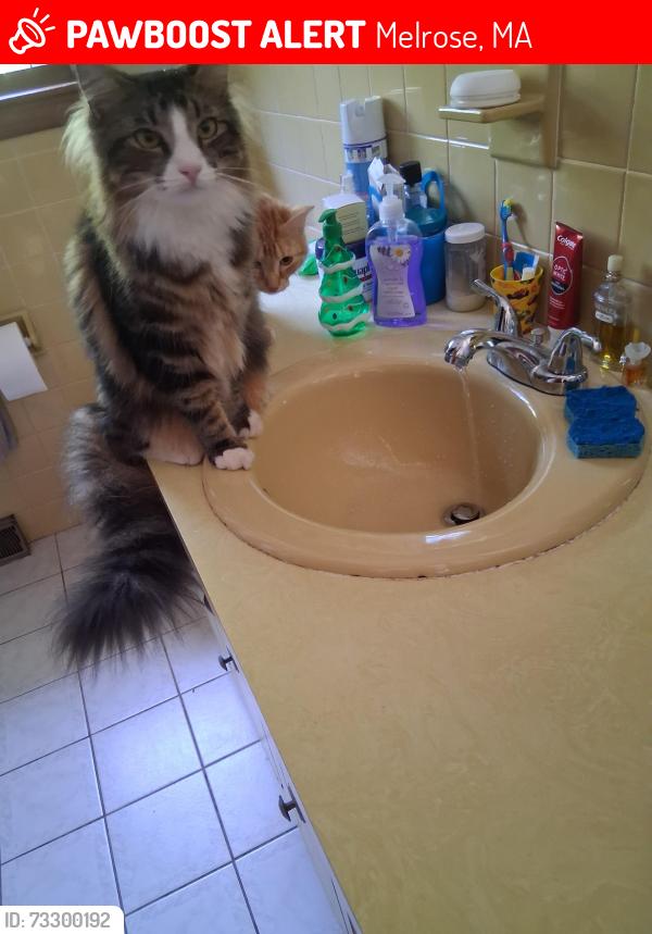 Lost Male Cat last seen Forest St / Lebanon St. Malden/Melrose Line, Melrose, MA 02176