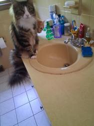 Lost Male Cat last seen Forest St / Lebanon St. Malden/Melrose Line, Melrose, MA 02176