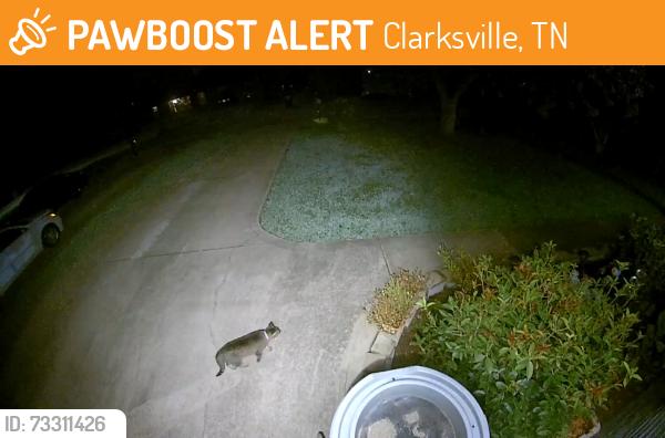 Found/Stray Unknown Cat last seen Charlemagne St, Clarksville, TN 37042