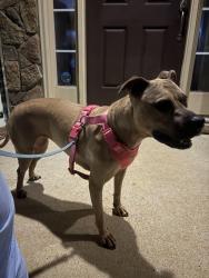 Reunited Female Dog last seen Holden road, Wake Forest, NC 27587