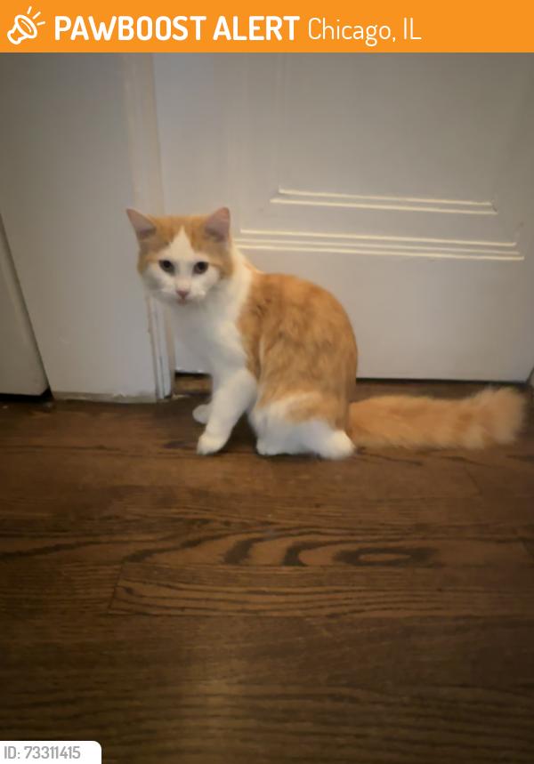 Found/Stray Male Cat last seen W Granville Ave & N Rockwell St, Chicago, IL 60659