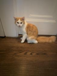 Found/Stray Male Cat last seen W Granville Ave & N Rockwell St, Chicago, IL 60659