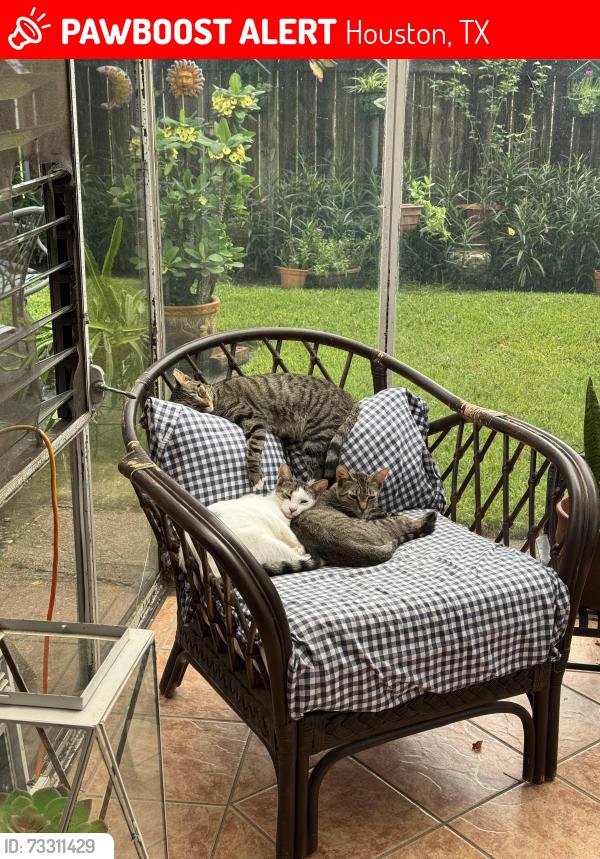 Lost Unknown Cat last seen Ella Road & North Forest Blvd, Houston, TX 77090