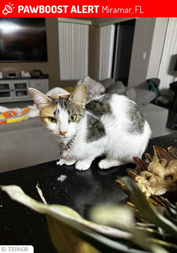 Lost Female Cat last seen Island park, coconut shores, silverlakes, Miramar, FL 33029