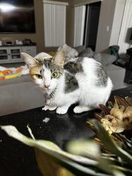 Lost Female Cat last seen Island park, coconut shores, silverlakes, Miramar, FL 33029