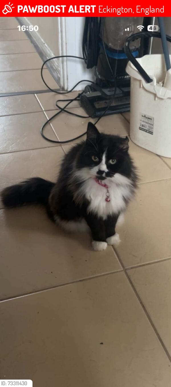 Lost Female Cat last seen At home Castle hill, Eckington, England 