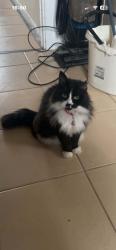 Lost Female Cat last seen At home Castle hill, Eckington, England 