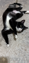 Lost Female Cat last seen Near street, New York, NY 10032