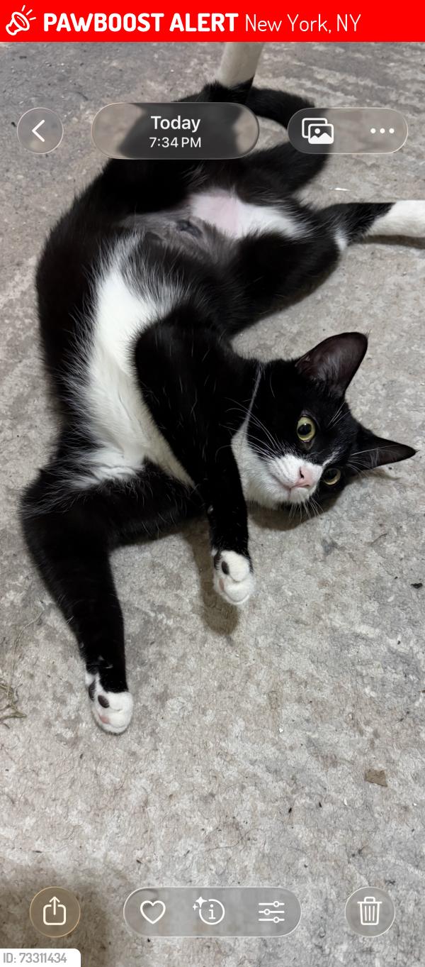 Lost Female Cat last seen Near street, New York, NY 10032
