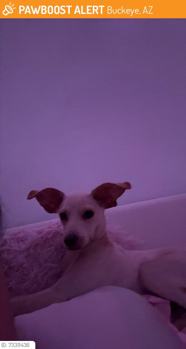 Found/Stray Male Dog last seen Watson and Yuma, Buckeye, AZ 85326