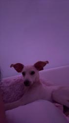 Found/Stray Male Dog last seen Watson and Yuma, Buckeye, AZ 85326