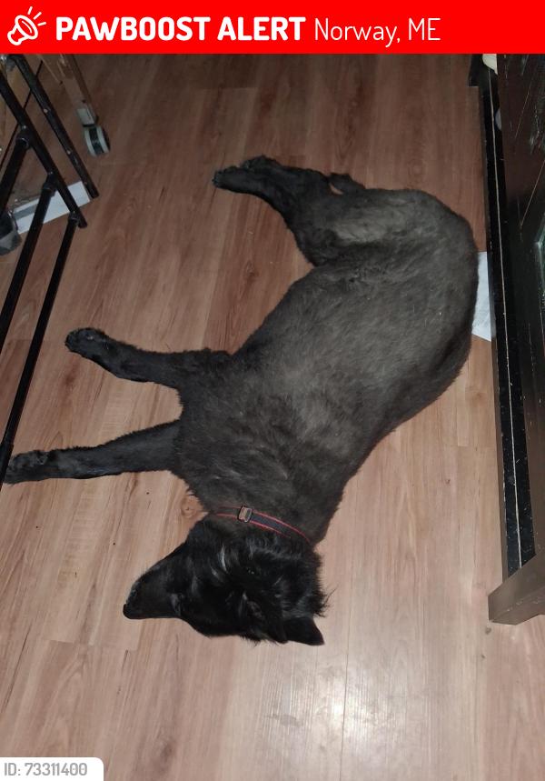 Lost Male Dog last seen Pleasent, Norway, ME 04268