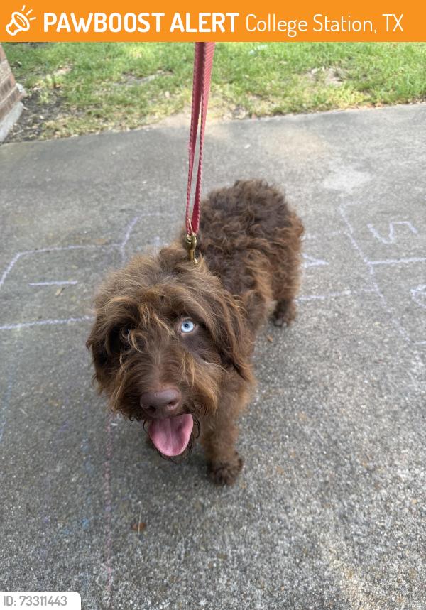 Surrendered Male Dog last seen Todd Trail & Brothers, College Station, TX 77845