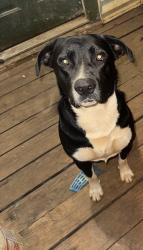 Reunited Male Dog last seen Wolfe lane and hwy 64, New Chapel Hill, TX 75707