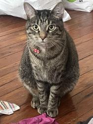 Reunited Male Cat last seen Leverington Ave and Ridge, Philadelphia, PA 19128