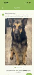 Lost Male Dog last seen Unknown, Greater Carrollwood, FL 33618