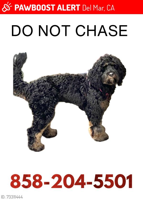 Lost Female Dog last seen Stratford ct, Del Mar, CA 92014