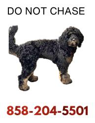 Lost Female Dog last seen Stratford ct, Del Mar, CA 92014