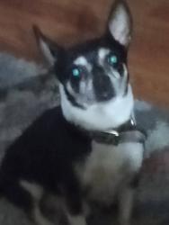 Lost Male Dog last seen Coffee Rd and wood hollow, Brownsville, TX 78526