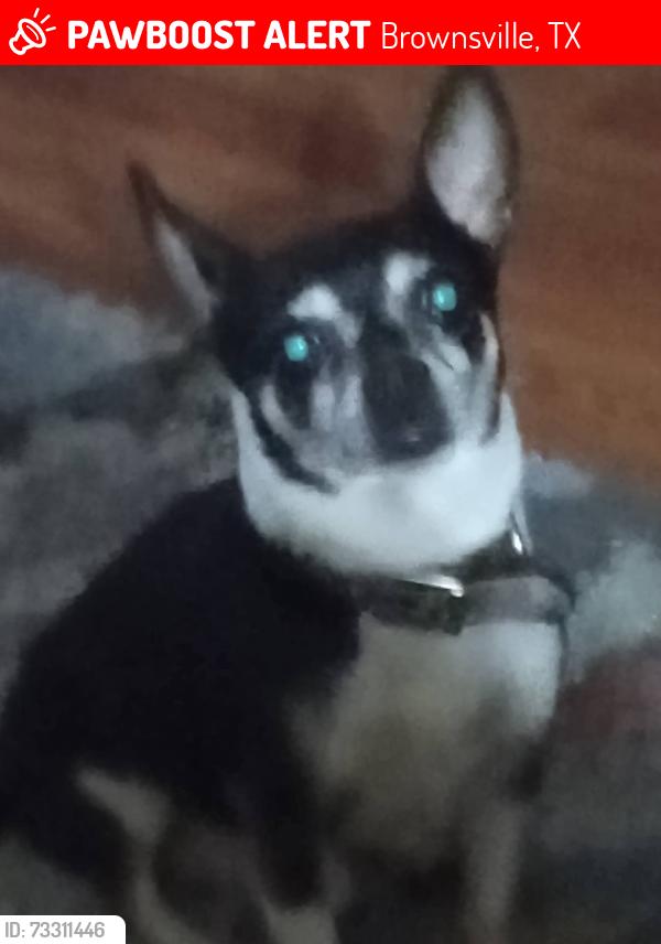 Lost Male Dog last seen Coffee Rd and wood hollow, Brownsville, TX 78526