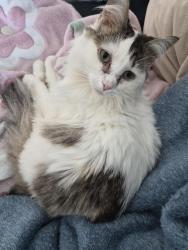 Reunited Female Cat last seen Intersection of Pleasant Street and E Cottage Street, Boston, MA 02125