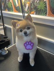 Reunited Female Dog last seen No landmark, Ocean Township, NJ 07712