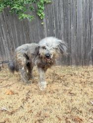 Found/Stray Male Dog last seen 50th & Tulsa, Oklahoma City, OK 73112