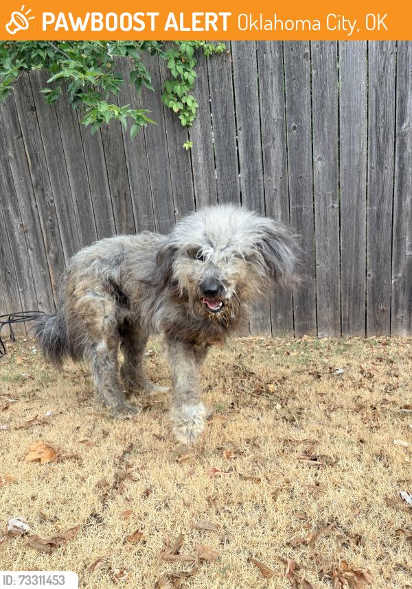 Found/Stray Male Dog last seen 50th & Tulsa, Oklahoma City, OK 73112