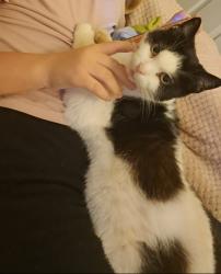Lost Female Cat last seen Sidney road m9, Greater Manchester, England M9 8BW